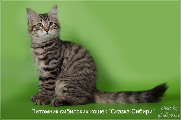 Siberian cat for breeding - photo gallery of kittens