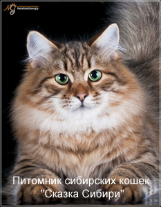 Siberian cat for mating in Moscow, photo
