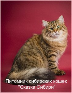 Siberian cat for mating in Moscow, photo