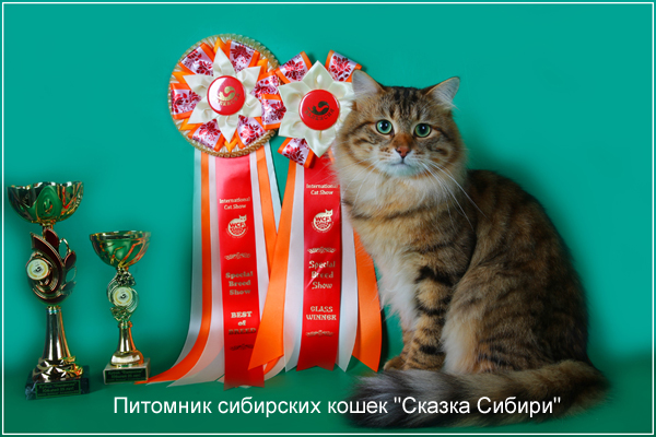 purchase of Siberian kittens
