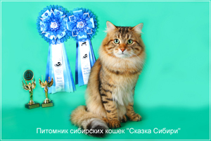 Siberian cat for mating in Moscow