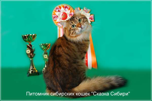 purchase of Siberian kittens