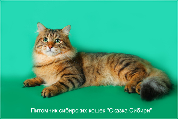 purchase of Siberian kittens