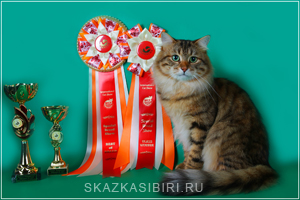 The mating of cats and cats, photo
