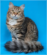 Matrimonial period of the cat and mating, photo