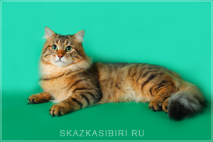 Matrimonial period of the cat and mating, photo