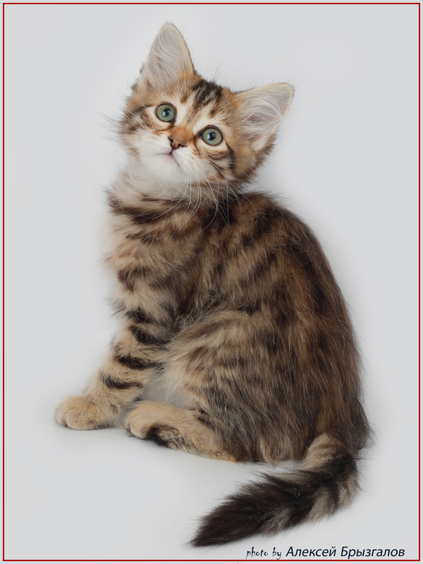 World Cat