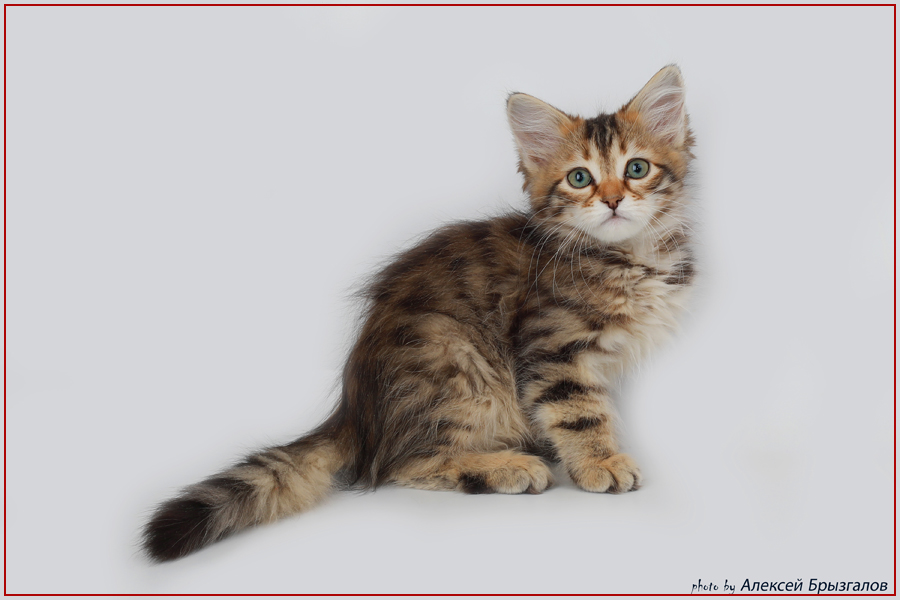 World Cat