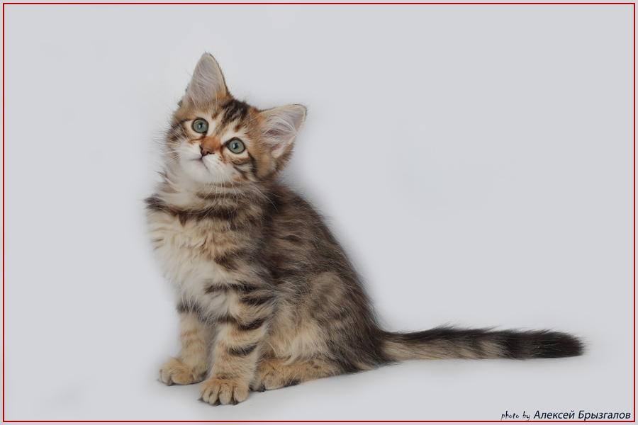 World Cat