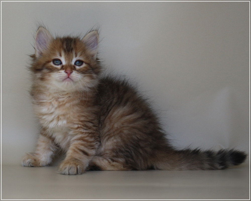 Ульям